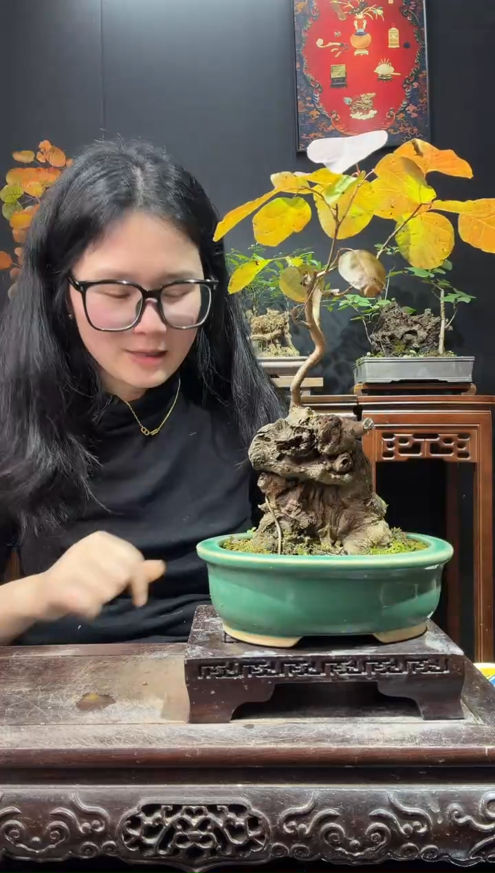 完全开放黄栌000