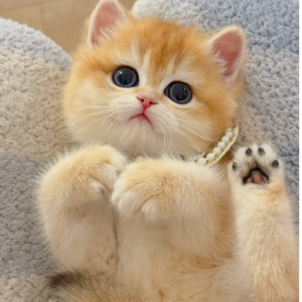 【妍妍】超可爱金渐层猫猫的专属宠物链接