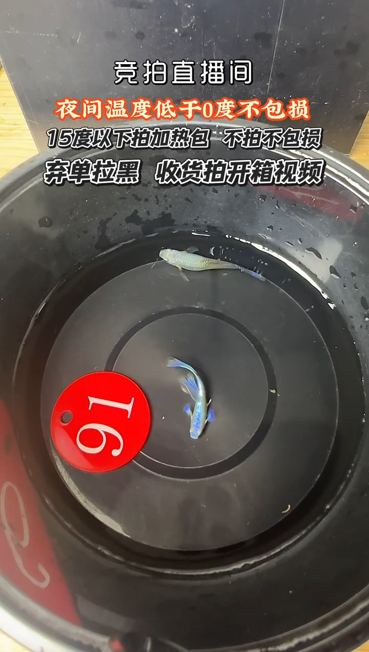 孔雀鱼91 紫礼服一对