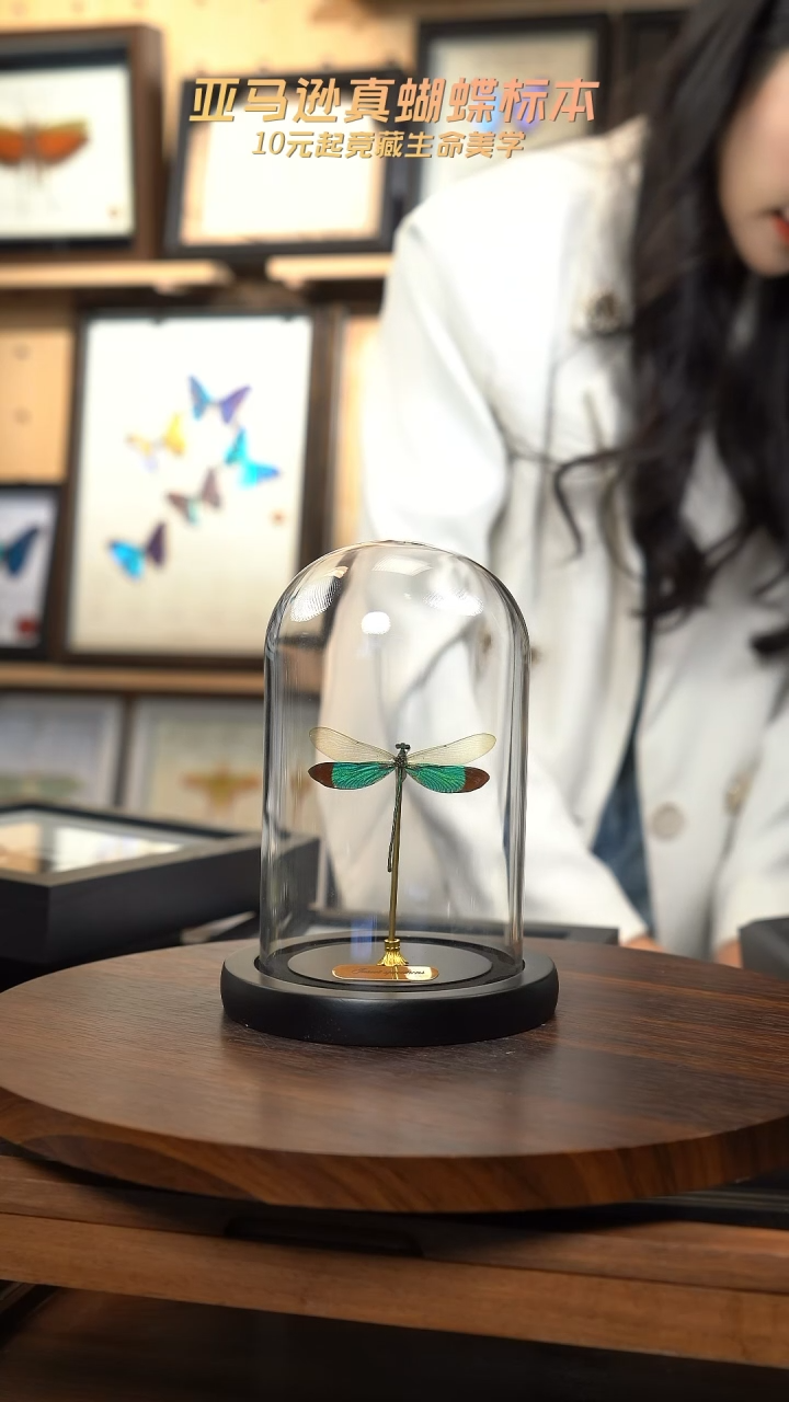 华艳色蟌小号玻璃罩