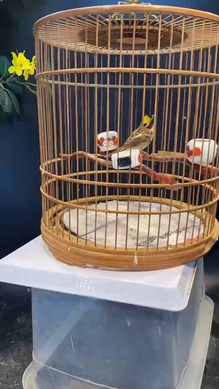 15号  虎头凤养笼  0元起拍