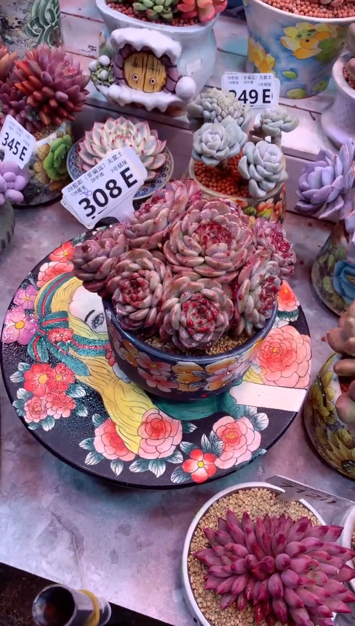 回**暮308E（一物一拍，精品多肉，w所见即所得 