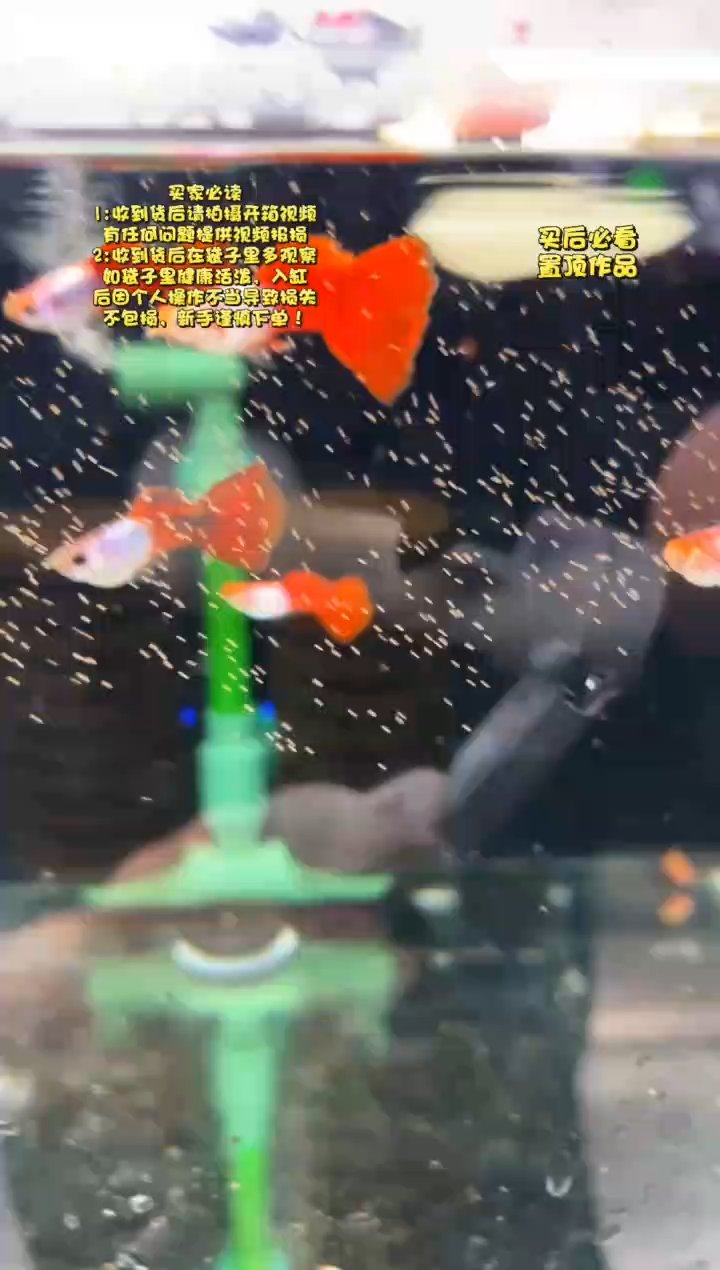 孔雀鱼无怨孔雀鱼