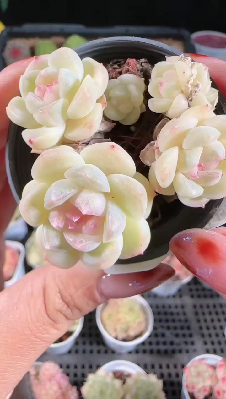 1205-202多肉群生不包整