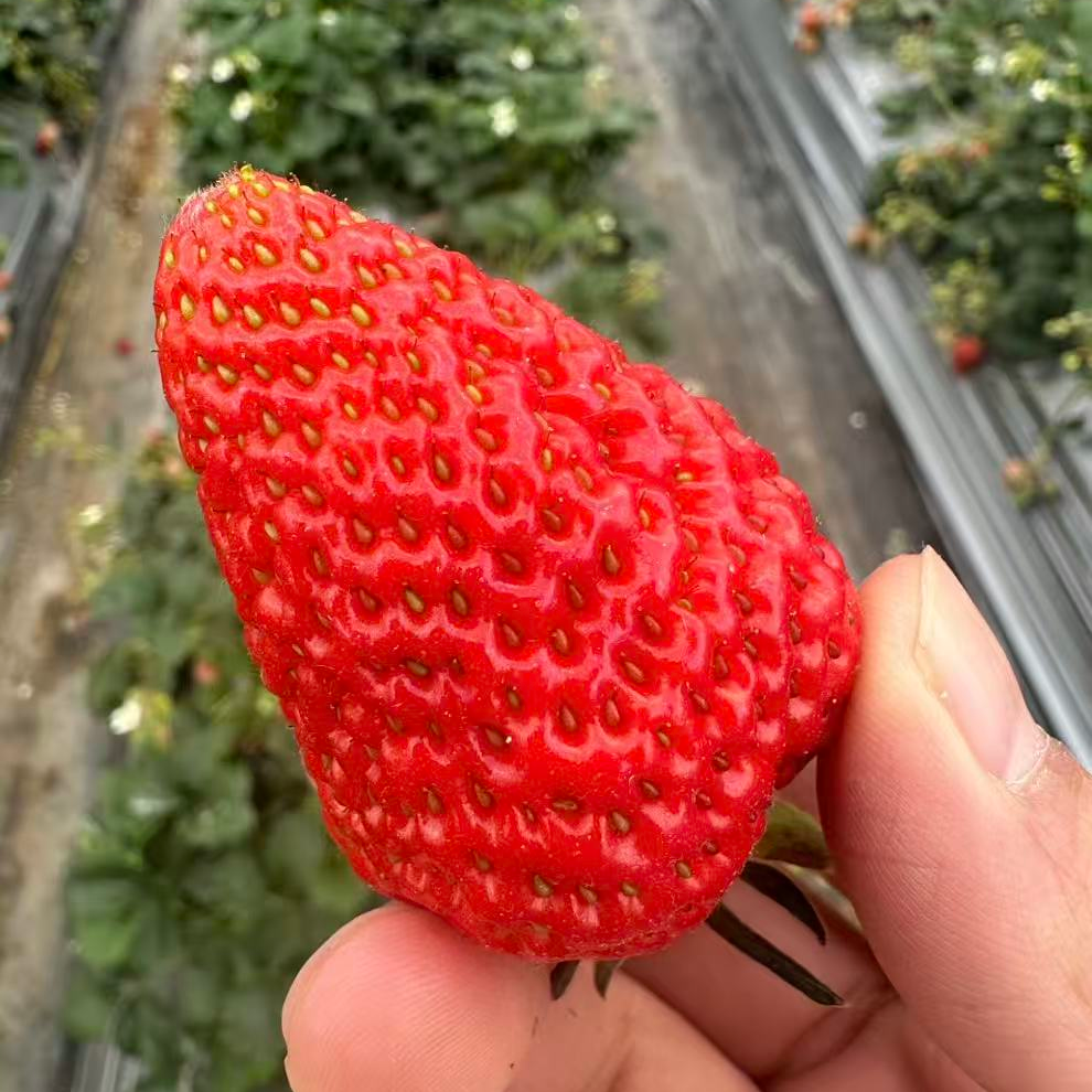 逸禾精选云南本地草莓清甜多汁顺丰陆运松露草莓精美包装