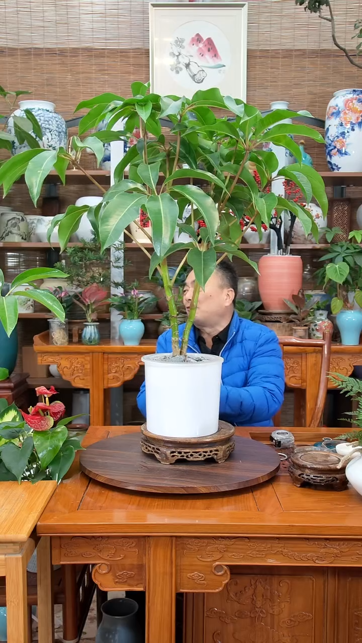 无花朵金 水之韵水培 保萝