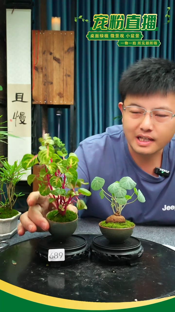 无花朵苔藓微景观689号