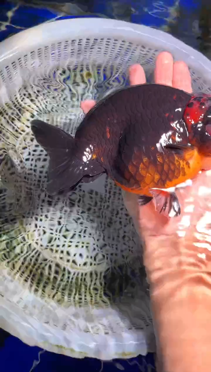 金鱼（运费自理，马印灯照射）福州追鱼兰寿金鱼