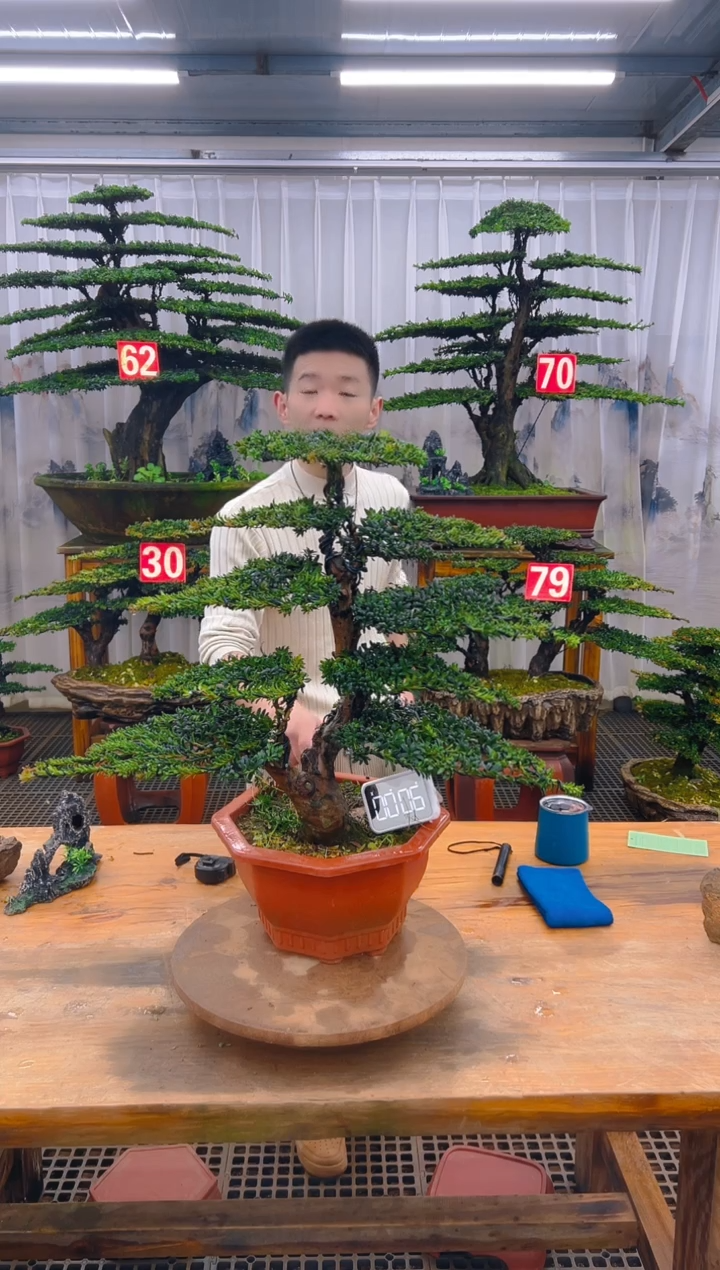 无花朵精品盆景直播间一物一拍