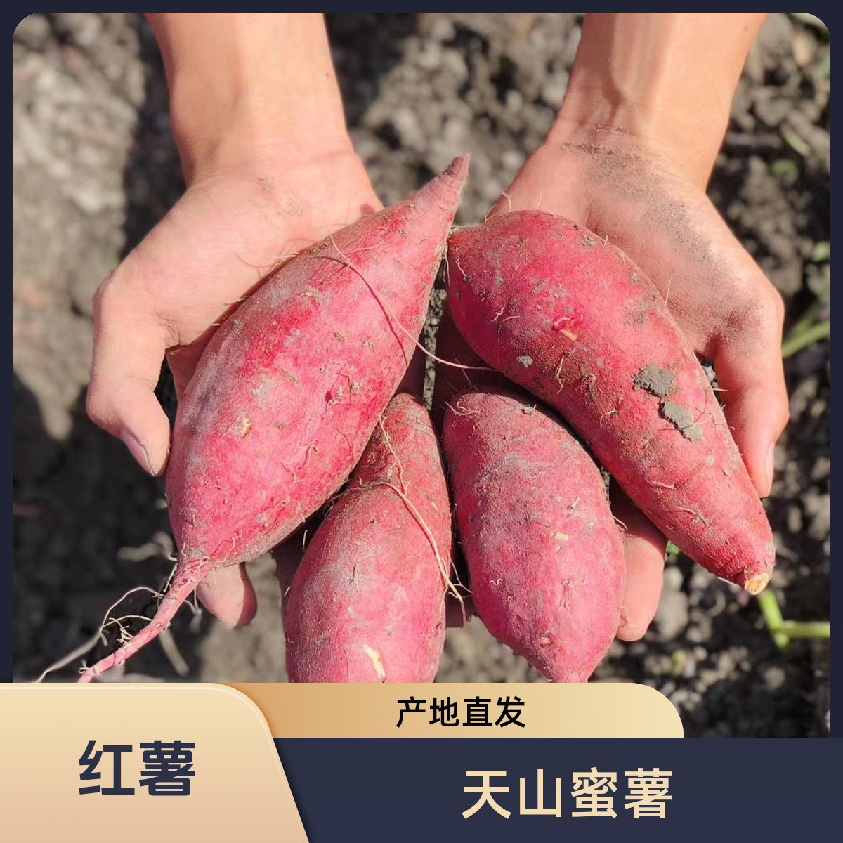 新疆天山蜜薯新鲜现挖采摘产地直发5斤软糯香甜新鲜蔬菜