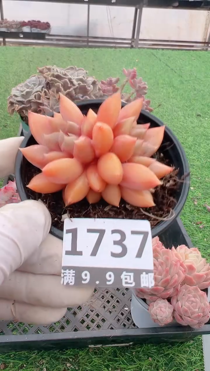 【闪购商品】信福多肉一物一拍