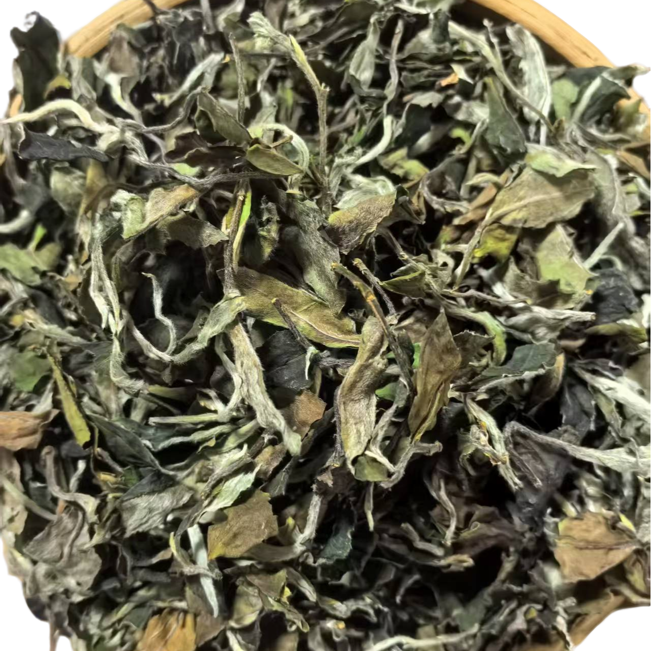 2025头春古树白茶（贡眉）