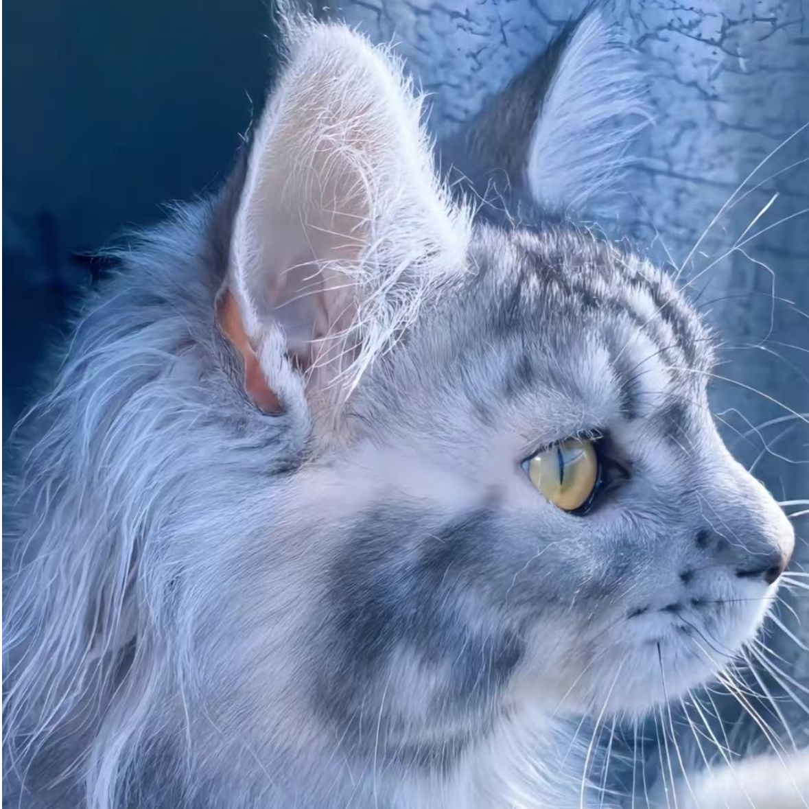 【噶纯猫舍缅因专属】宠物活体猫咪链接 