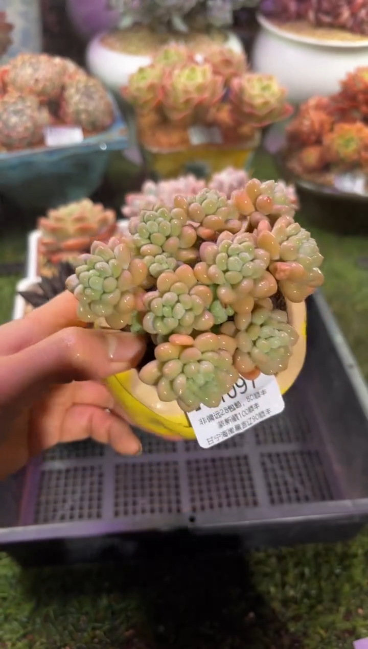 【闪购商品】01097脱土带盆