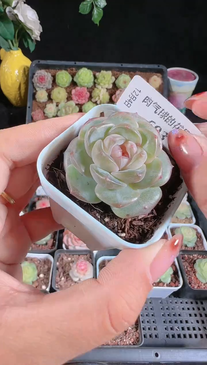 1204-693暗香多肉群生不包整