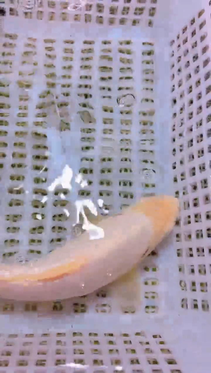 锦鲤冷水观赏鱼全场包邮21