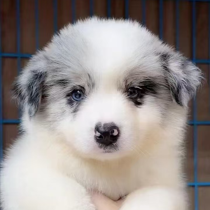 旺福萌宠边牧宠物狗狗