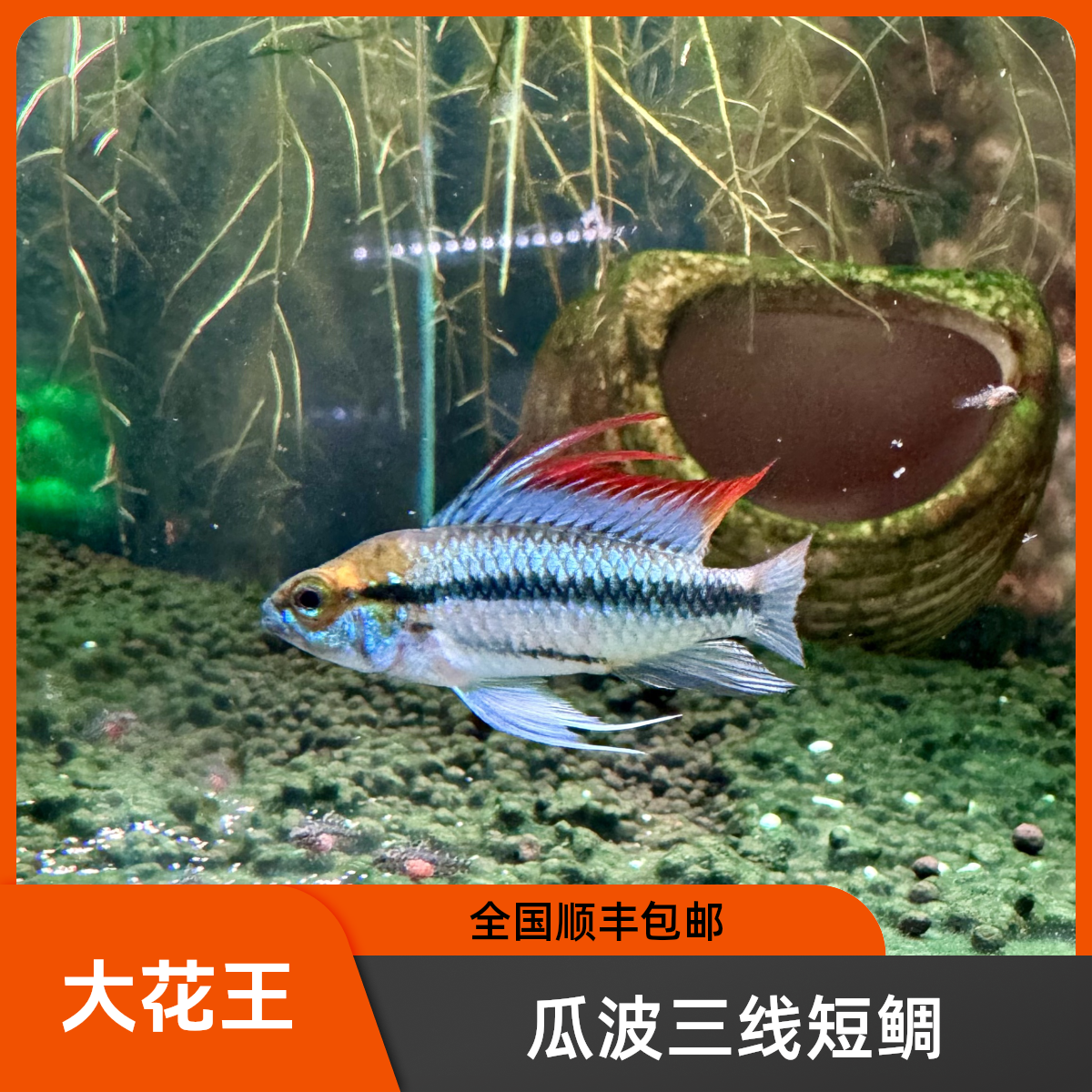 瓜波三线短鲷-南美短鲷-全国顺丰包邮（个别地区补差价）