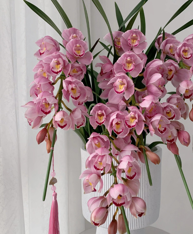 【A级金光绣球】大花蕙兰盆栽室内好养兰花盆兰花带香味好闻基地