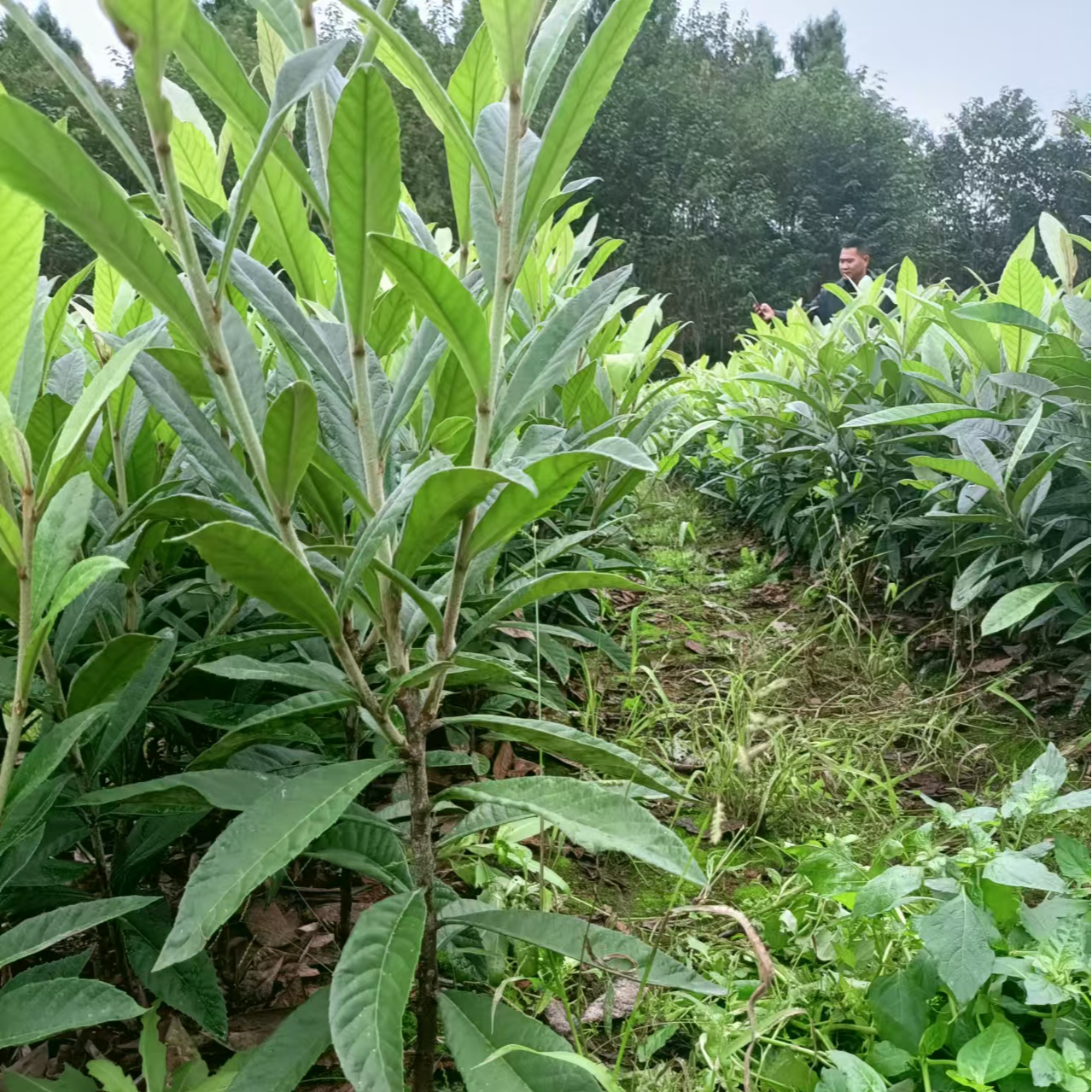 嫁接大五星裸根打泥浆修剪叶片嫩梢介意者勿拍包邮