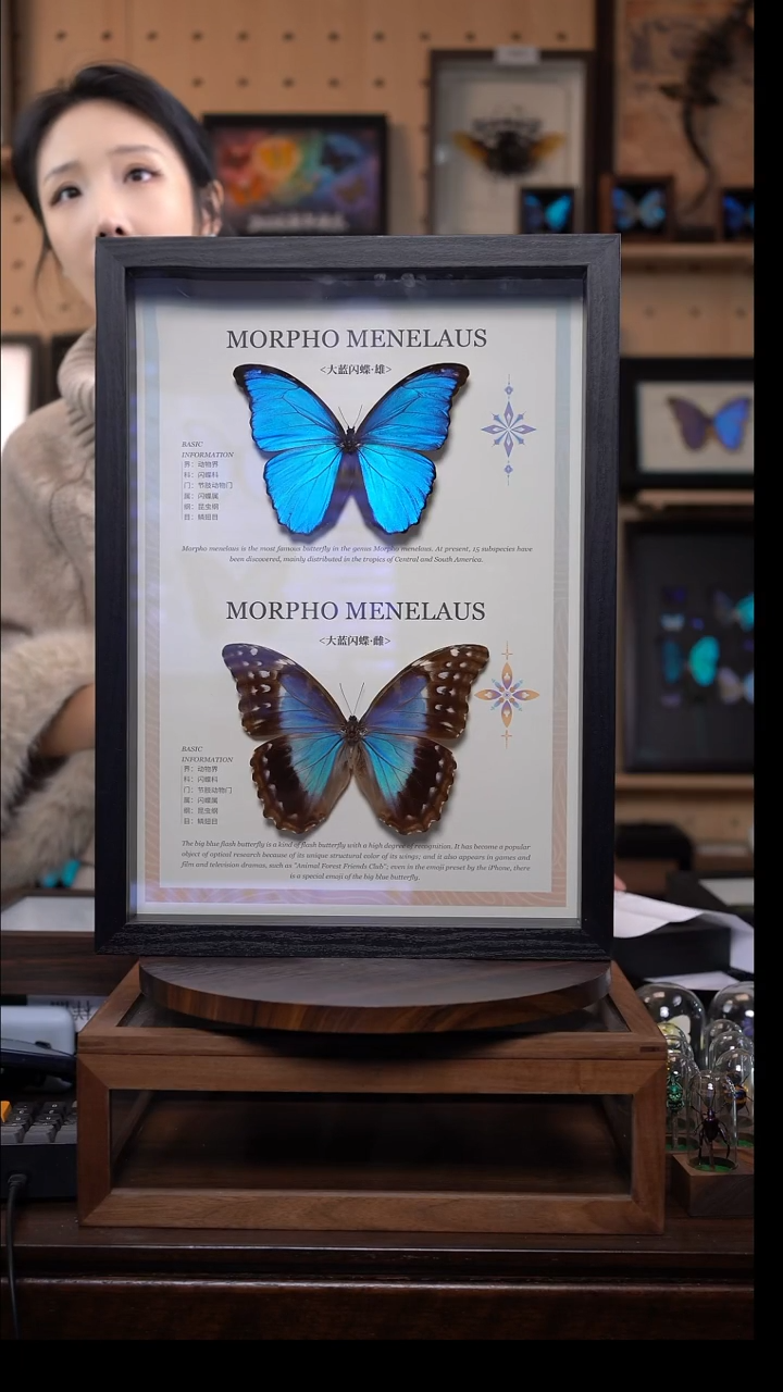 蝴蝶标本摆件竞拍d956