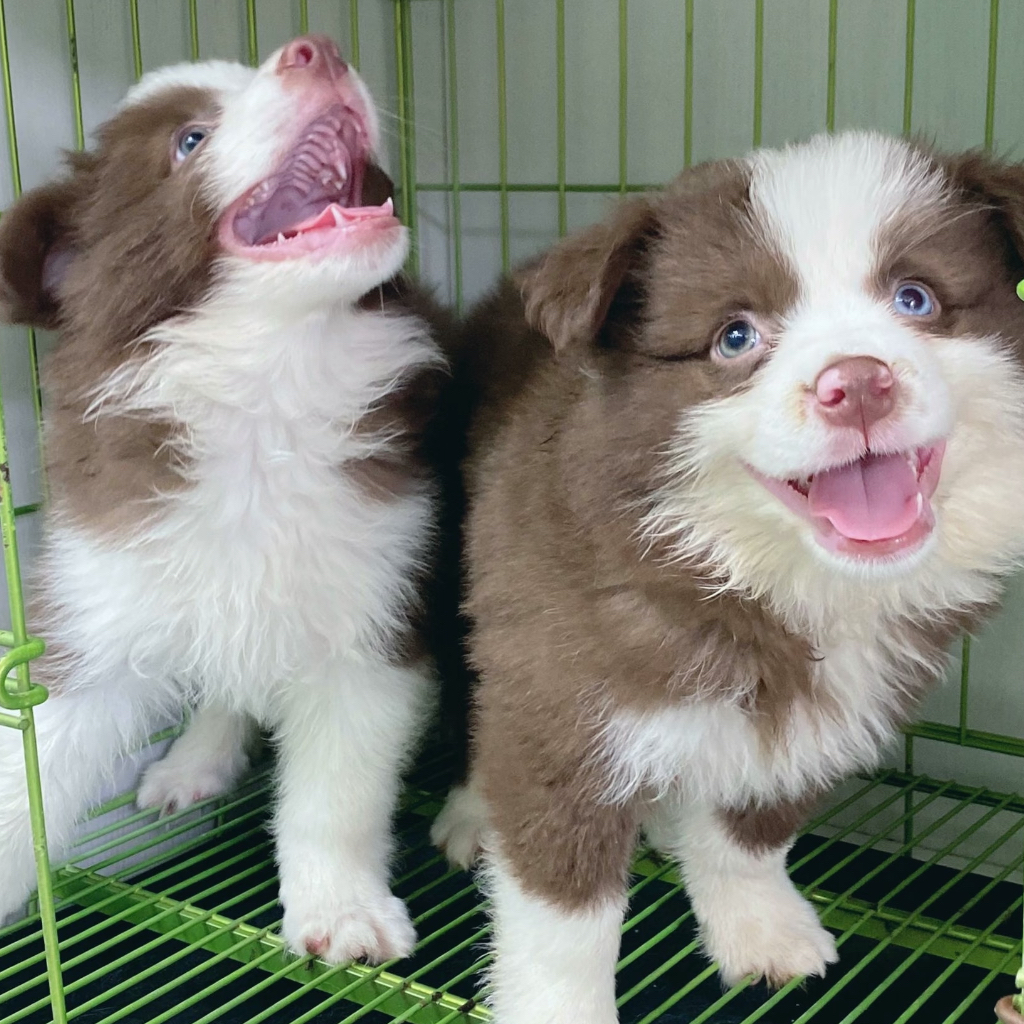 【云上边牧】精品边牧幼犬专属挑选链接
