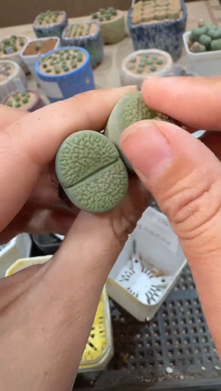 多肉植物肉锥23-19