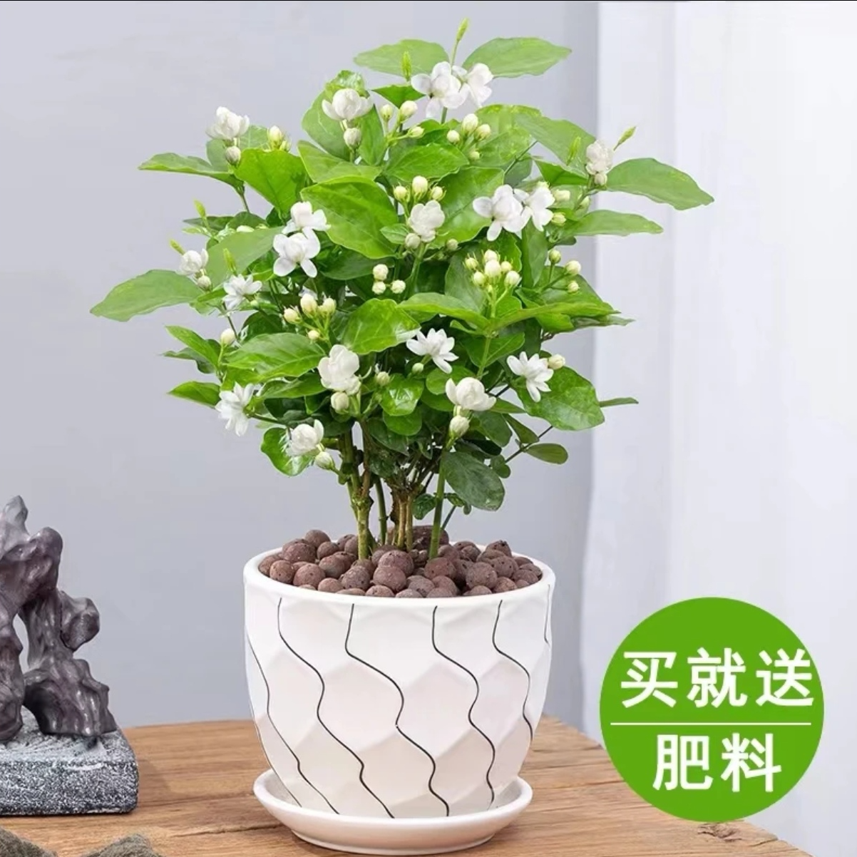 茉莉花盆栽开花浓香气四季常青好养室内阳台庭院观花卉家居绿植物