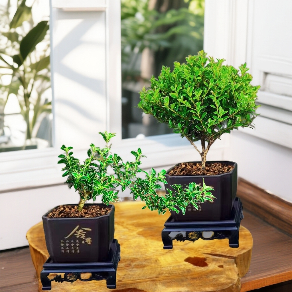 【小叶赤楠+金边六月雪】盆栽桌面绿植会开花植物茶台新中式盆景植