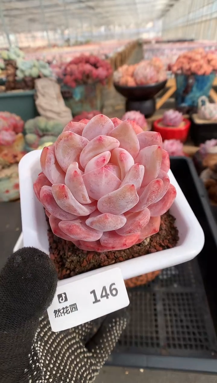 【闪购商品】146雪天使一物一拍