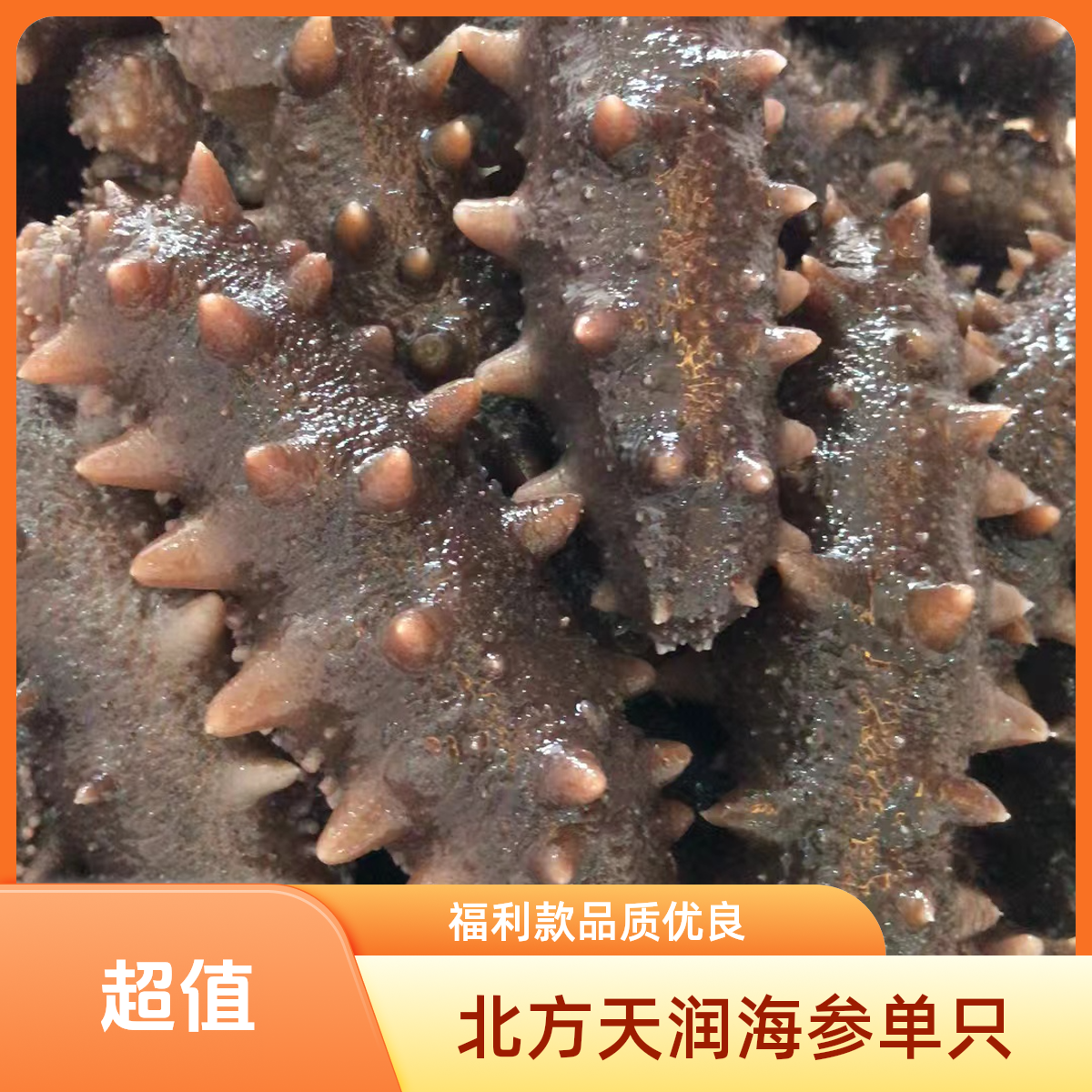【直播间福利及自提】即海参福利款单只约30克