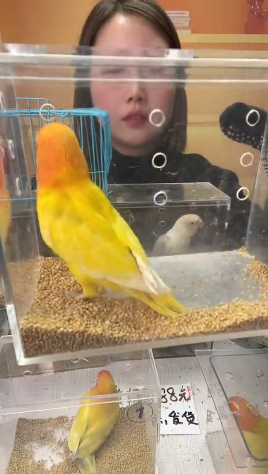 桃脸牡丹鹦鹉黄金丝