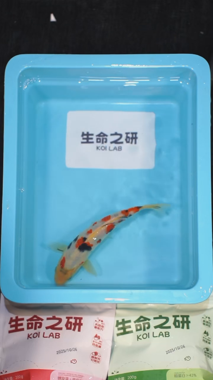 锦鲤血统大正锦鲤