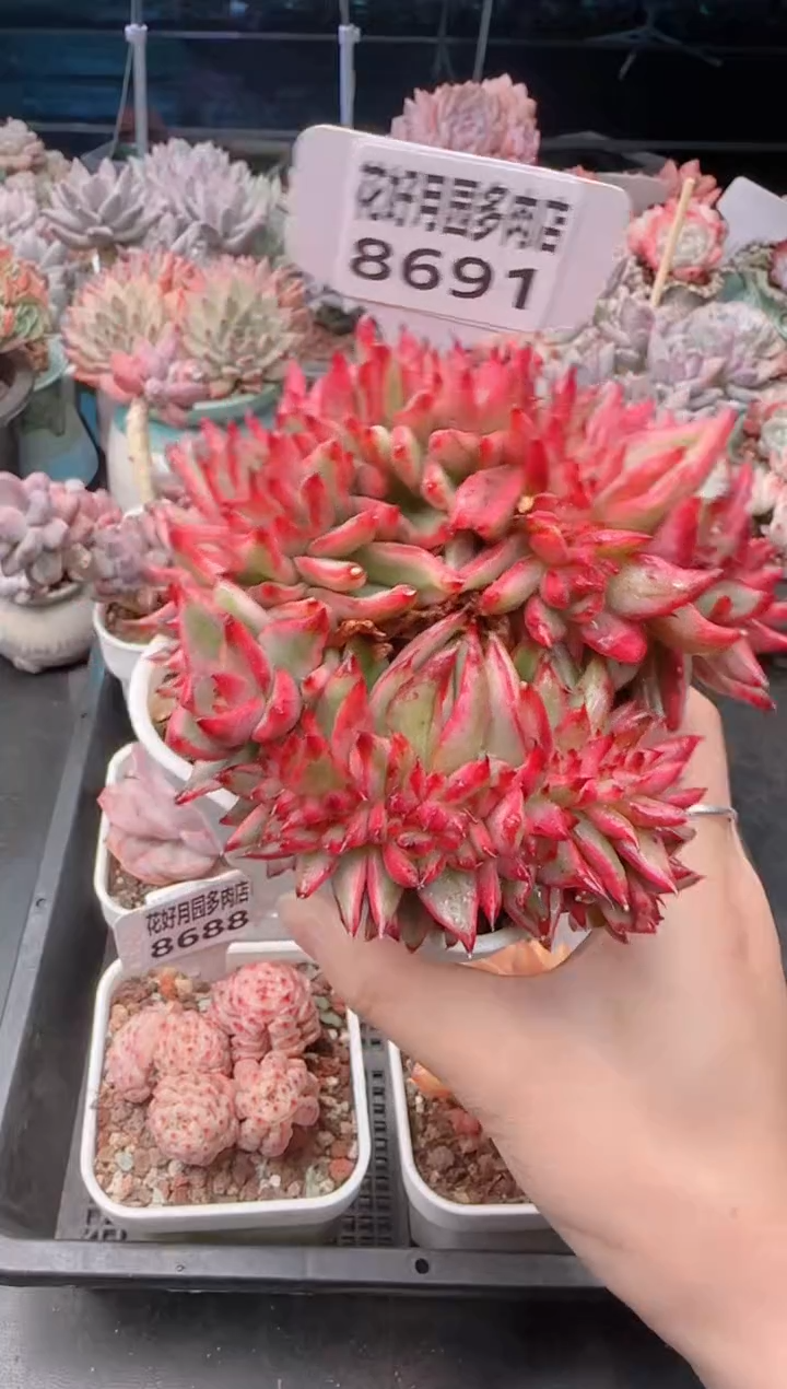 【闪购商品】8691.