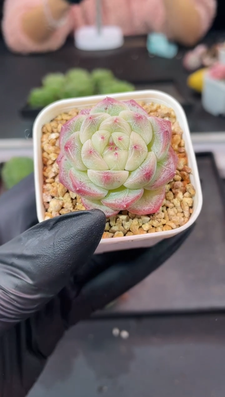 闪购962  云之羽多肉一颗  3.8-4厘米