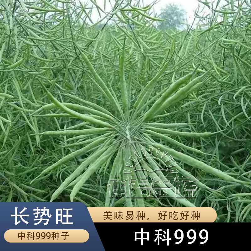 高产油菜籽油菜种子超高产榨油专用杂交黑籽大粒早熟矮杆抗冻油菜