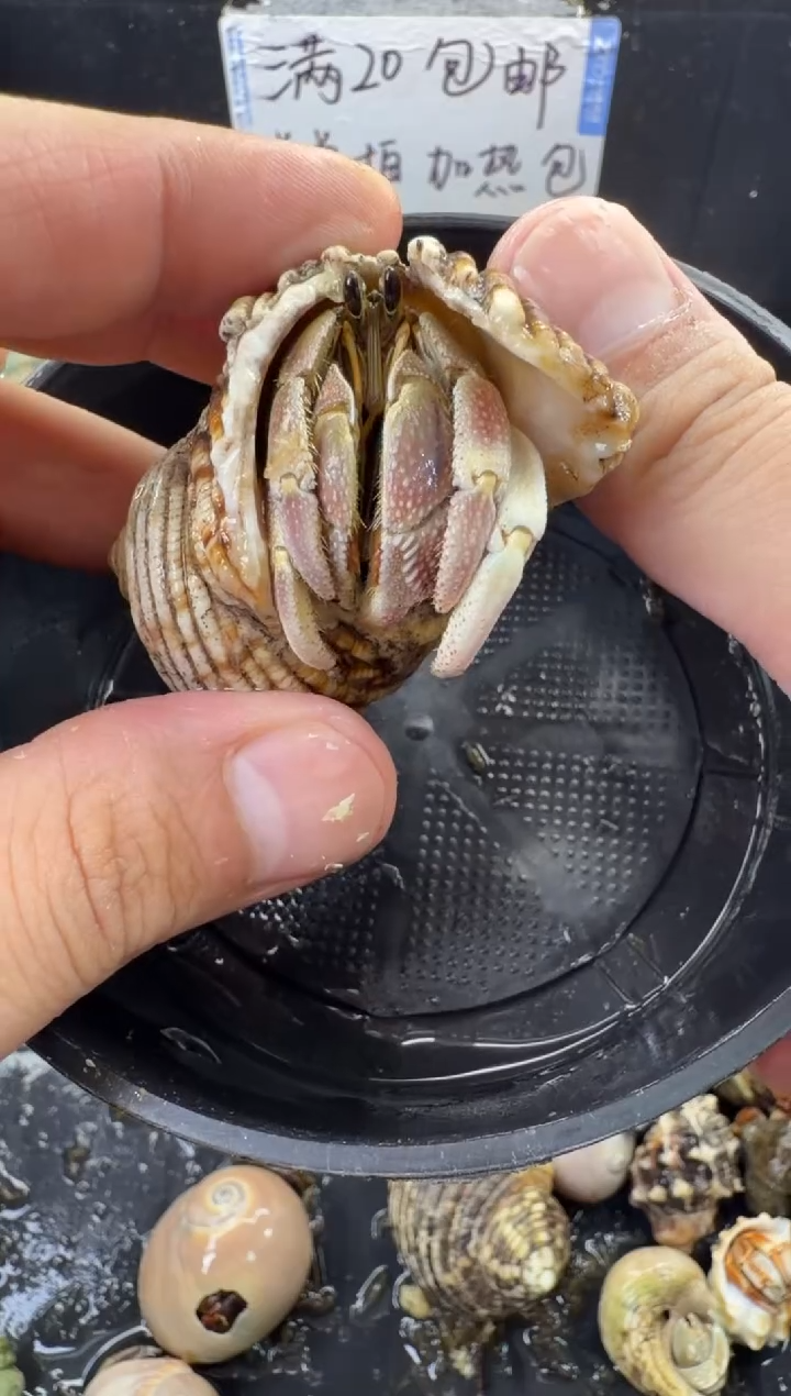 2.1口彩灰一只，不包全品