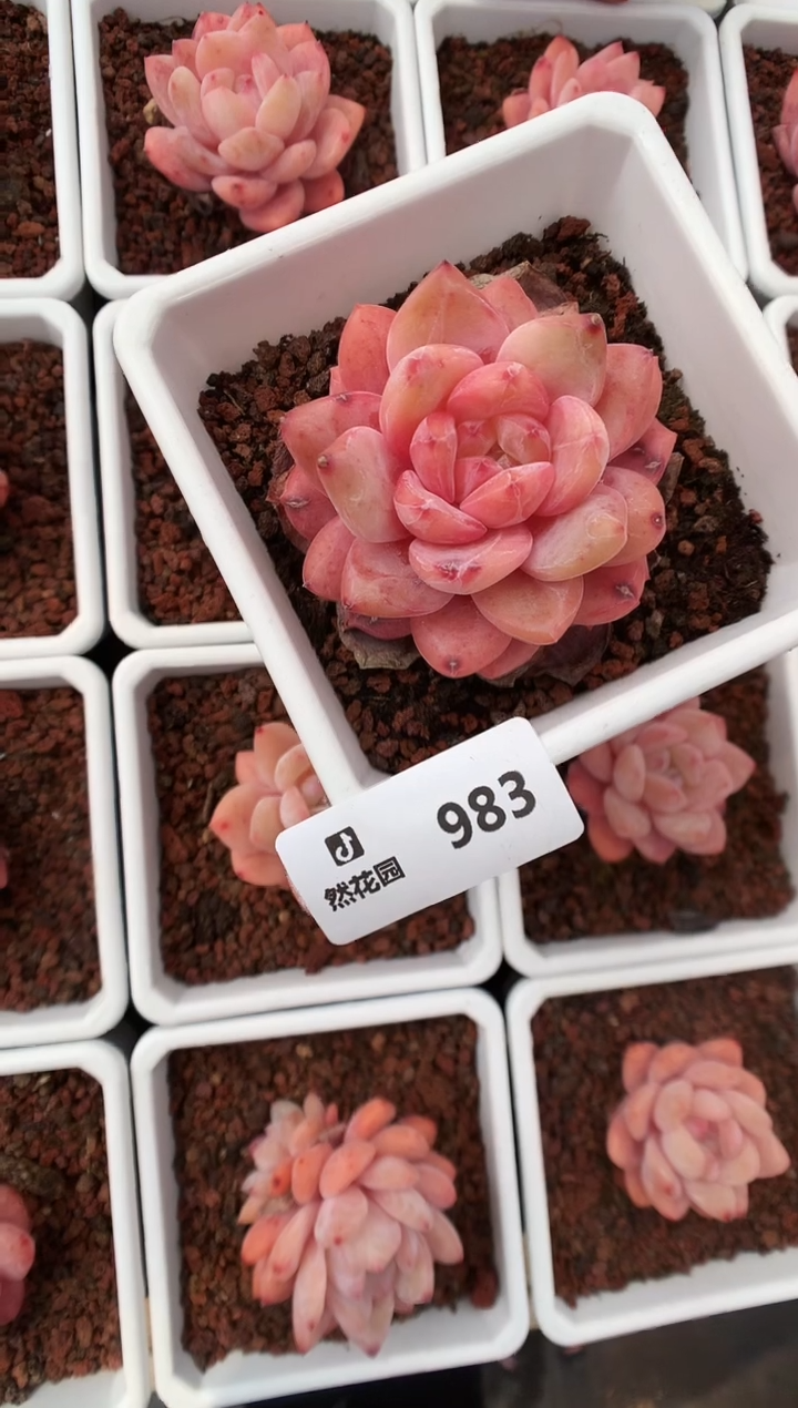 983雪天使一物一拍