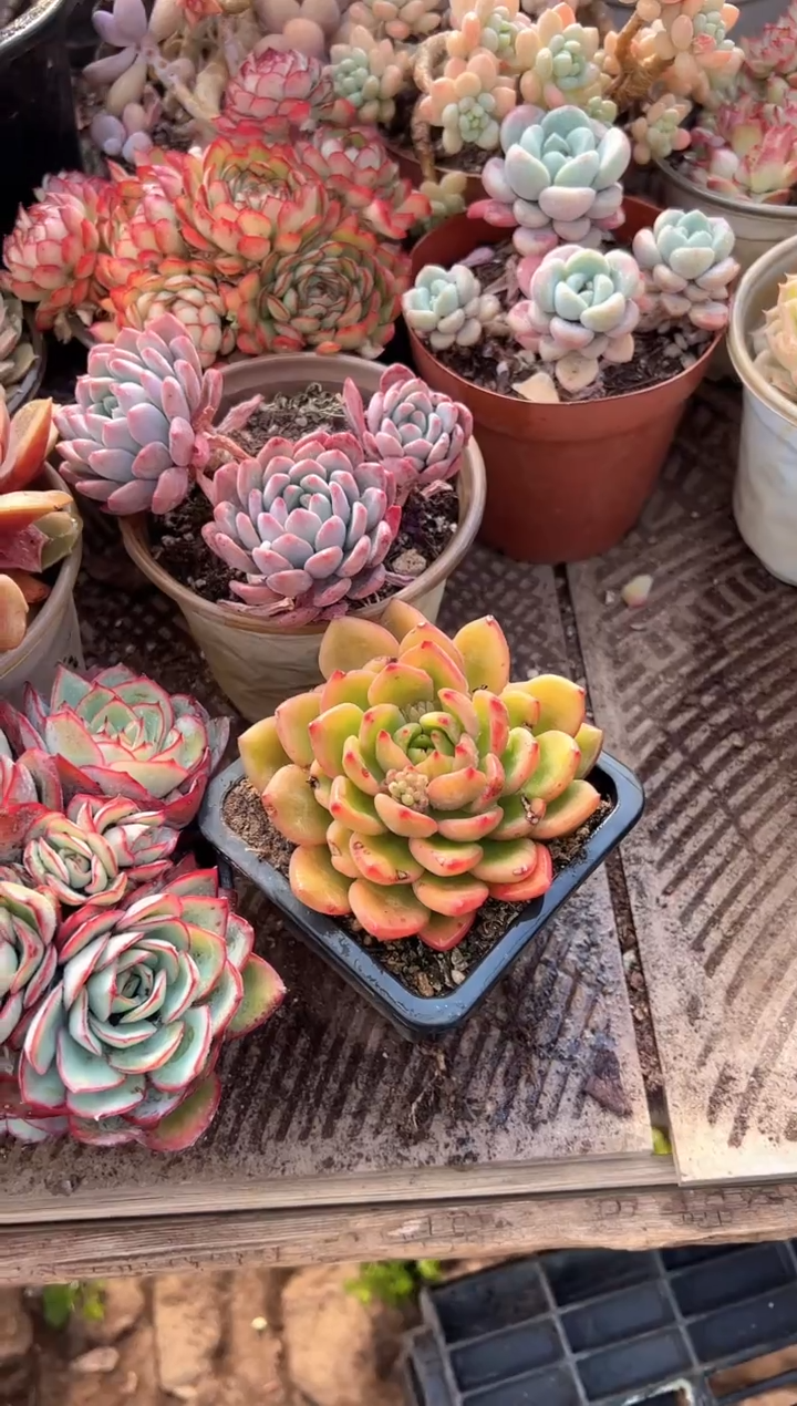 哆***兒多肉植物一物一拍02316