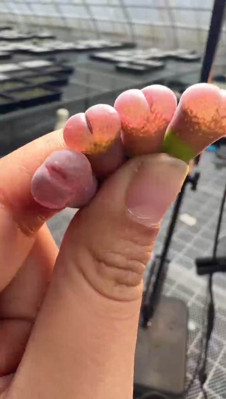 134多肉植物肉锥一颗