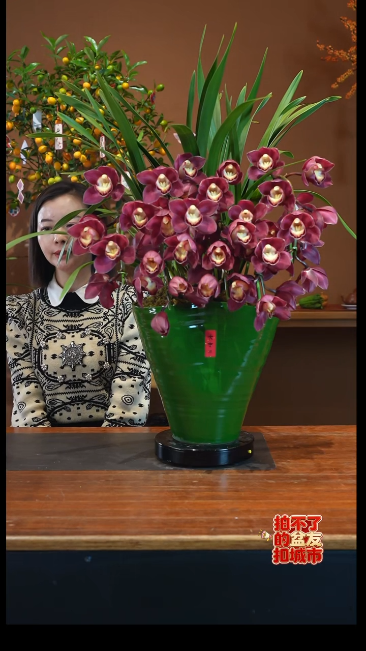 全部花朵紫岚盆景盆景