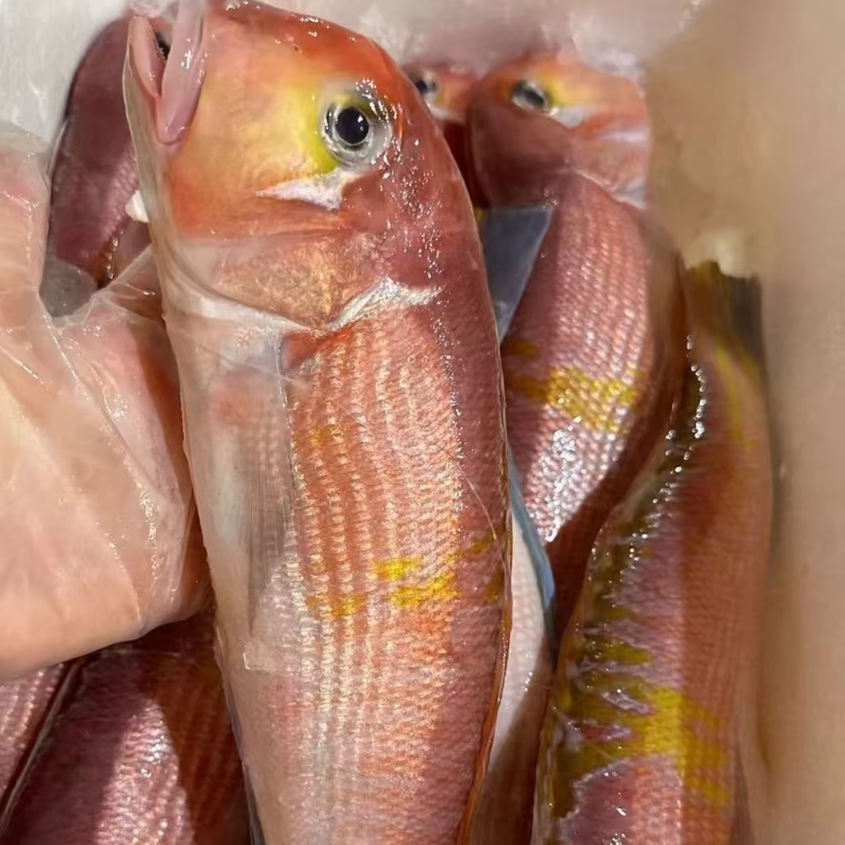 斧头鱼临海顺丰同城小时达