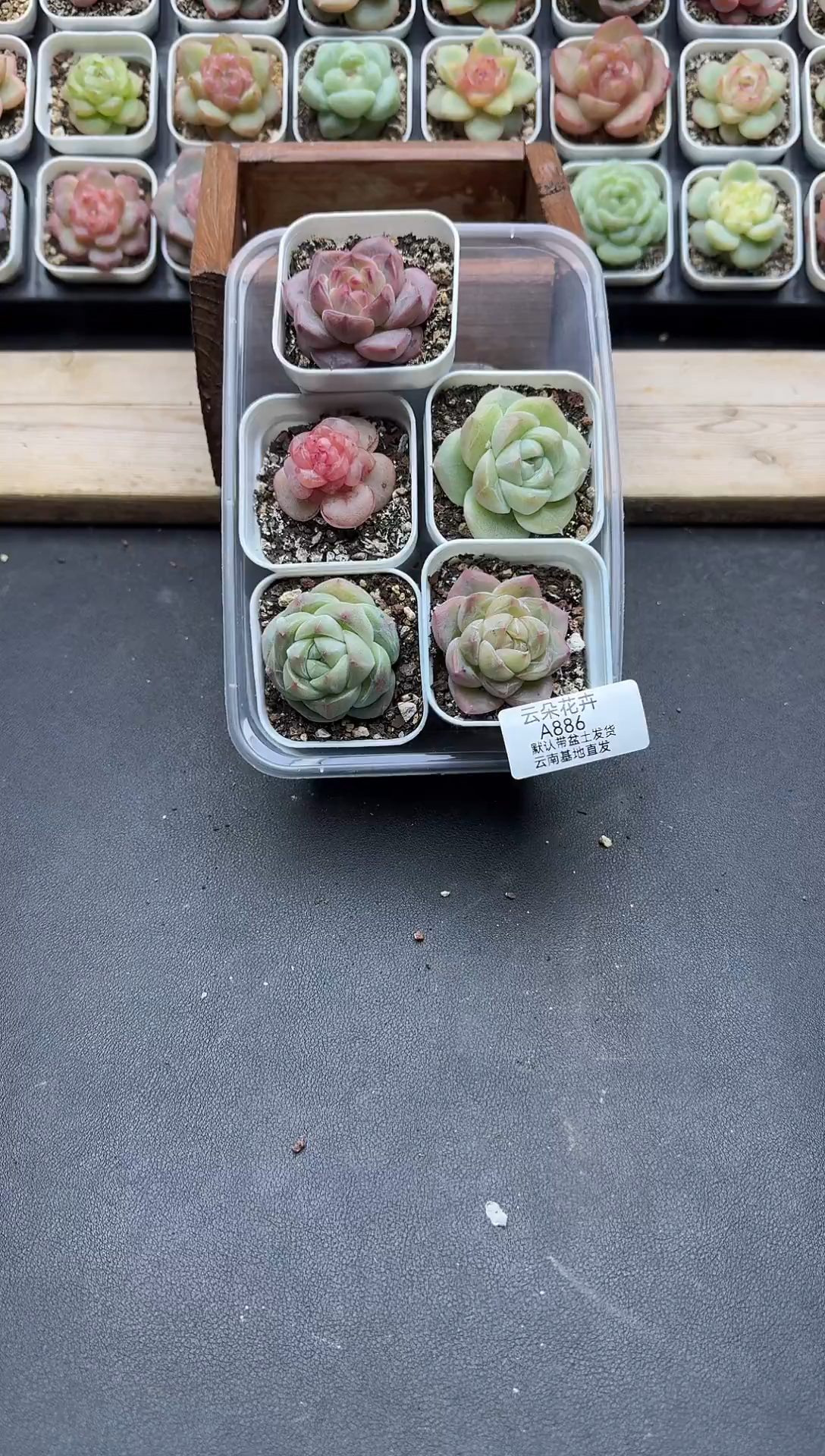 珍妮杂交多肉A886