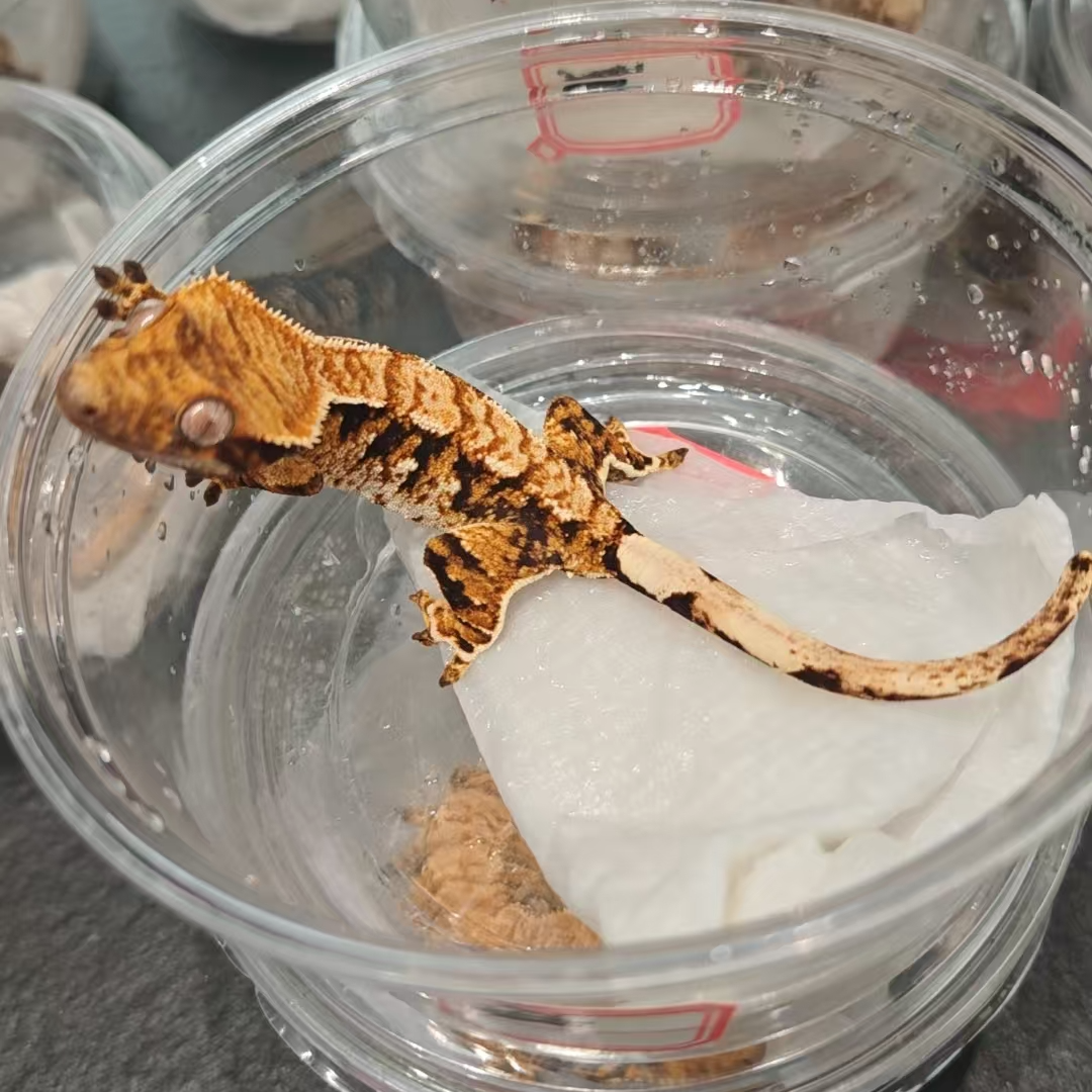 480号睫角守宫高对比橙纹概率母