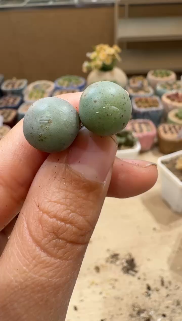 6-145多肉植物肉锥