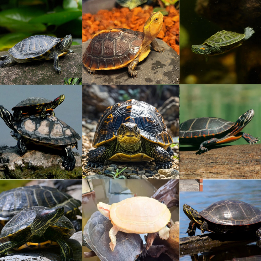 通用宠物活体链接（一）