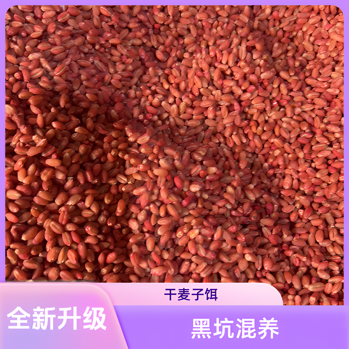 (全新升级版)黑坑大混养：主攻大青大草！