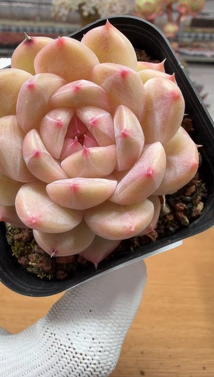 东云多肉园二店-76