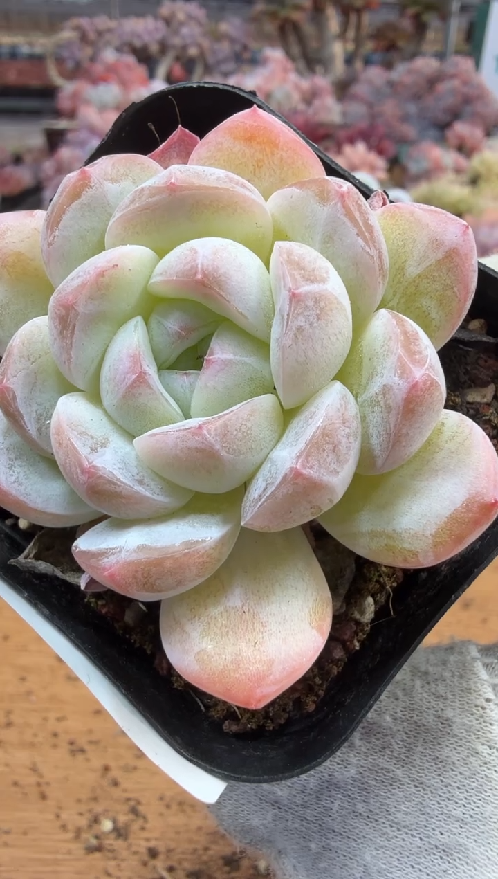 东云多肉园三店-114