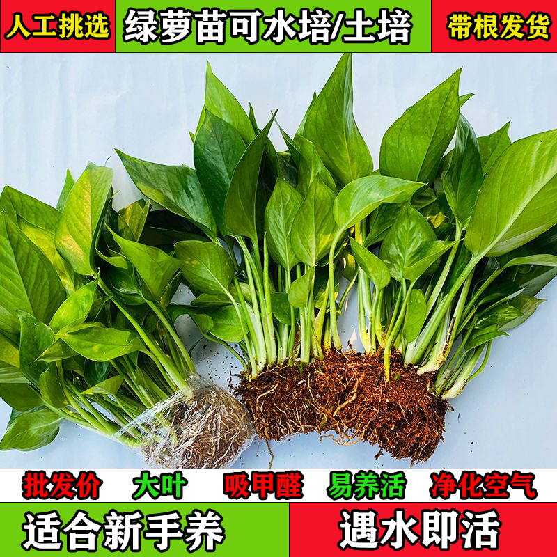 水培土培绿萝易养四季常绿卧室客厅办公餐厅净化空气特价基地批发